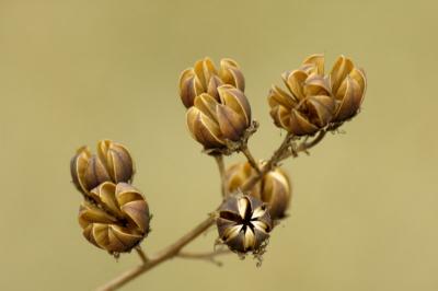 2/21/05 - Dormant Tree Buds