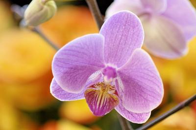 3/3/05 - Moth Orchid