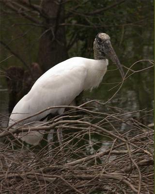 u47/edhannon/medium/40034461.Woodstork.jpg