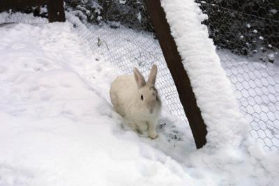 Bunny im Schnee