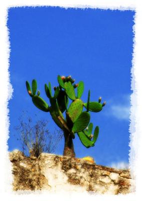 Altafulla - Cactus on the wall