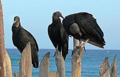 u47/elif/medium/30607718.Buzzards.jpg