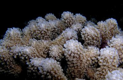 Knobby Coral