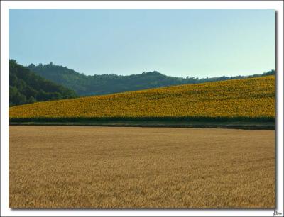 Wheat and sunflowers