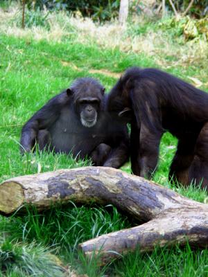u47/elp6n/medium/30007611.Chimps.jpg