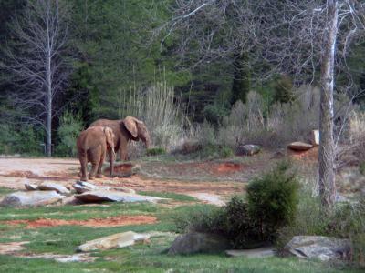 Elephants