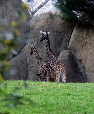 Shy Giraffes
