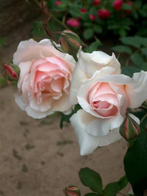 Number 107, blooms