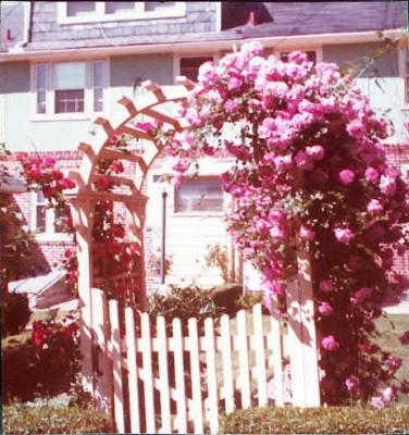 Mrs. Lieb's Roses, c. 1975