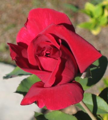 u47/emp/medium/30340363.RedRose2.jpg