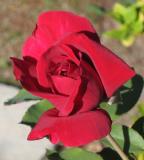 Red Rose 2.jpg