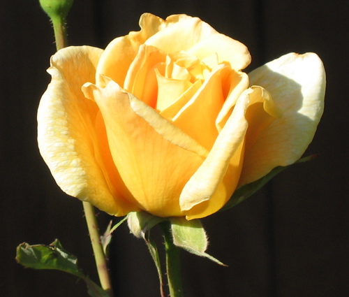 Yellow Rose 1.jpg
