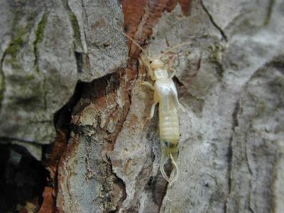 Forficula auricularia - Ohrwurm - Earwig