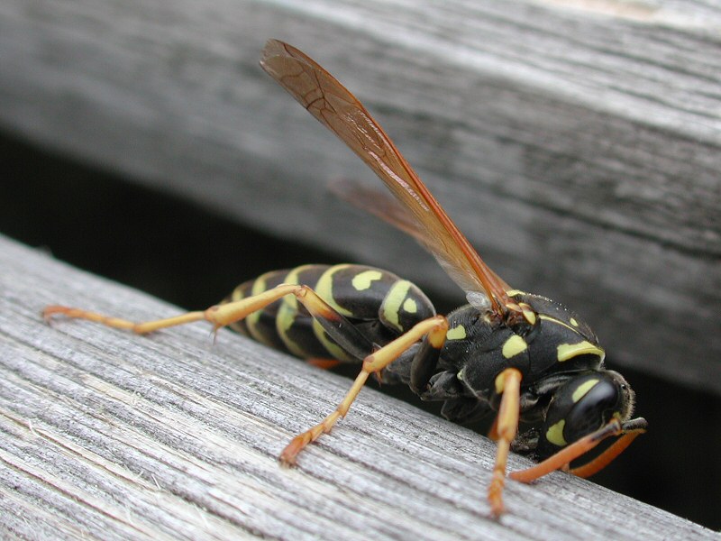 Ancistrocerus oviventris