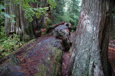 Fallen Log
