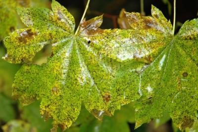 Leaf Closeup