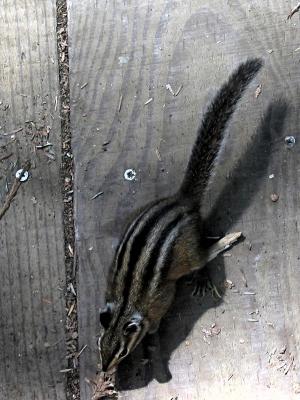 Chipmunk
