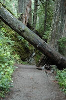 Tree over Trail