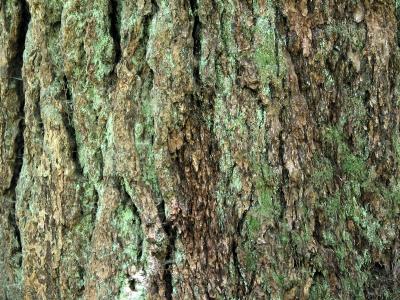 Brown Bark