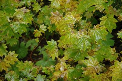 Wet Leaves