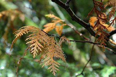 Golden Leaf