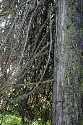 Lots of Branches