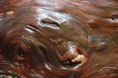 Knot on Log