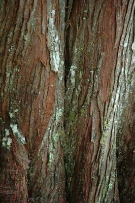 Bark