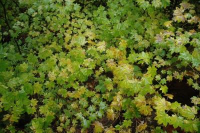 Yellow and Green Leaves