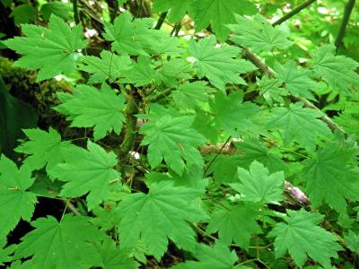 Lots of Leaves