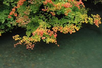 View of Leaves from Bridge