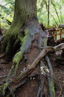 Winding Root