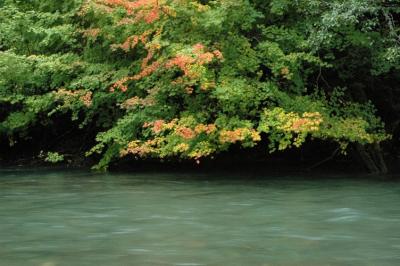 Leaves and Ohanopecosh River