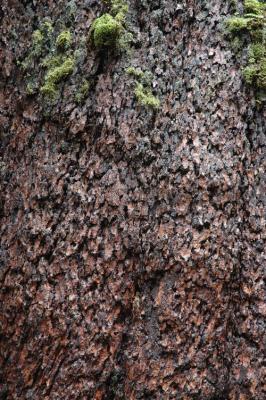 Even More Bark