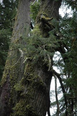 Two Big Trees