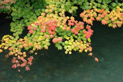 Leaves Starting to Turn