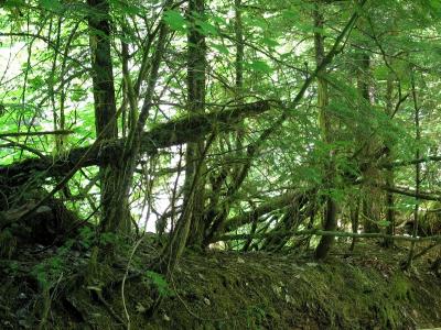 Seedlings on Nurse Log