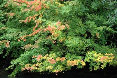Leaves Only