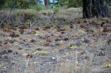 More Pine Cones