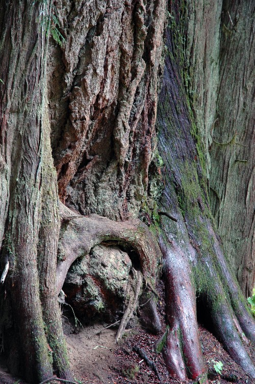 Gnarled Tree Grouping