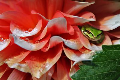 Dahlia Dweller