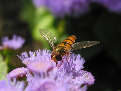 Episyrphus Balteatus front view