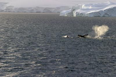 Pod of Humpback Whales 9222