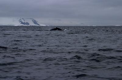 Pod of Humpback Whales 9239