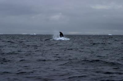 Pod of Humpback Whales 9243
