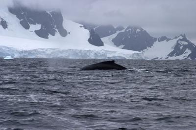 Pod of Humpback Whales 9255
