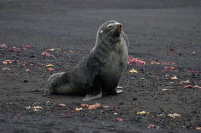 Fur Seal 9370