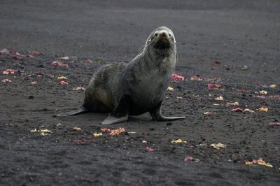 Fur Seal