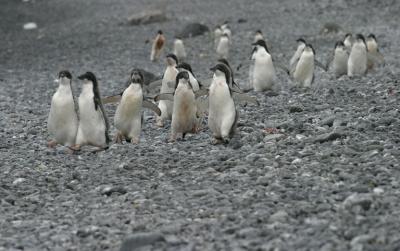Stampeding Penguins 9799