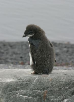 Fledging Penguin Chick 9829